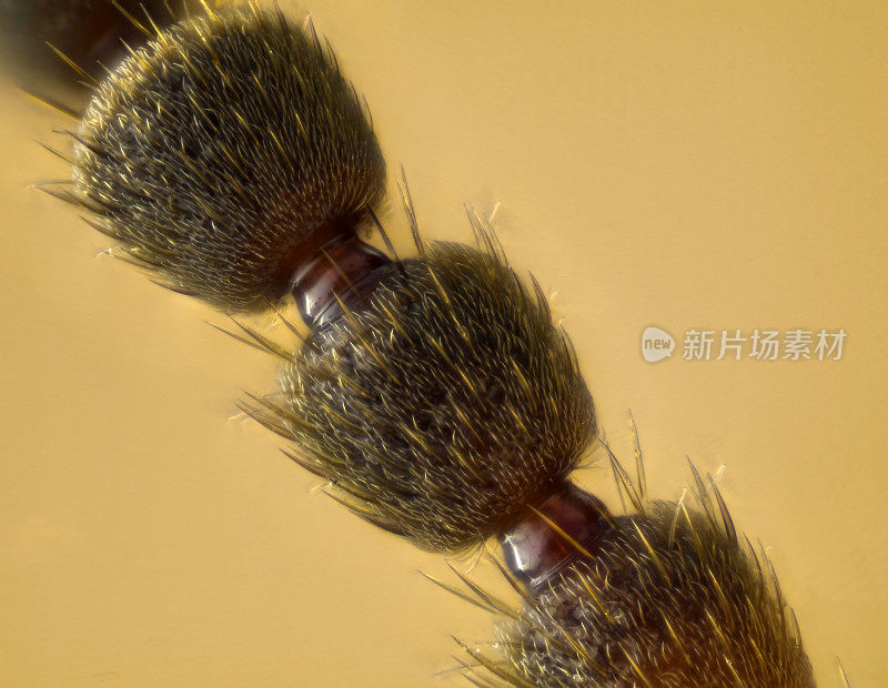 甲虫触角切片(Staphylinus dimidaticornis)